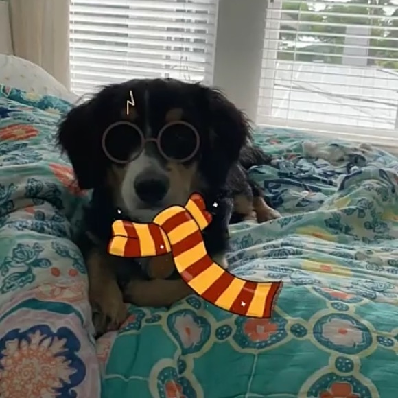 Meet your Posher, Carson - Picture 1 of 1